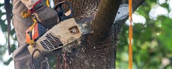 How Our Tree Care Process Works  in  Russellville, KY